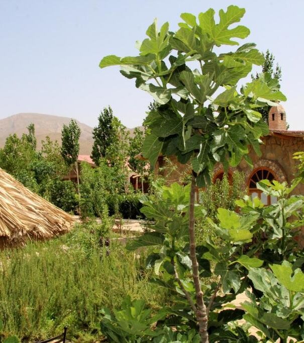 Bungalow – Garden & Mountain View Azighame Complexe (14)